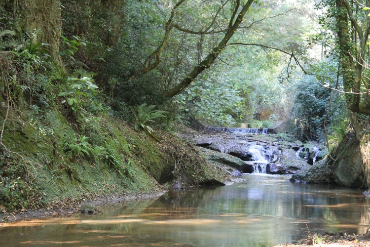 LA TUTELA DELL’AMBIENTE IN COSTITUZIONE. SPERANZE DI RIFORMA